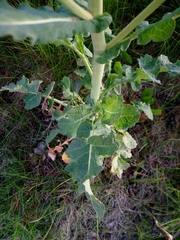 Brassica