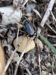 Phyllodromica megerlei