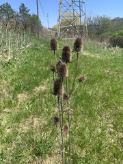 Dipsacus laciniatus