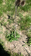 Dipsacus laciniatus