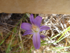 Brodiaea terrestris terrestris