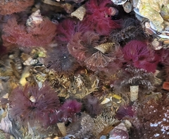 Schizobranchia insignis