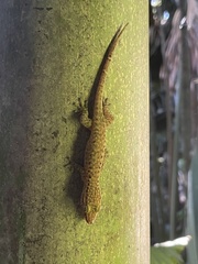 Ailuronyx tachyscopaeus