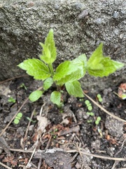 Campanula rapunculoides