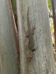 Ailuronyx tachyscopaeus