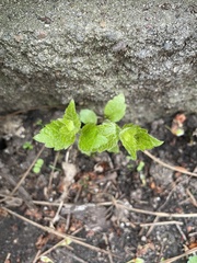 Campanula rapunculoides