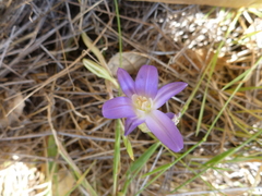 Brodiaea terrestris terrestris