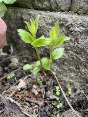 Campanula rapunculoides