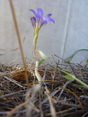 Brodiaea terrestris terrestris