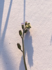 Myosotis ramosissima