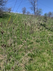 Dipsacus laciniatus