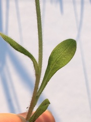 Myosotis ramosissima