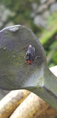 Cantharis rustica