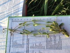 Myosotis ramosissima