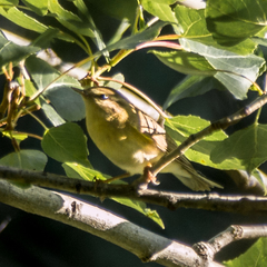 Phylloscopus trochilus