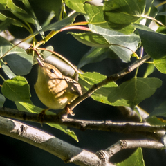 Phylloscopus trochilus