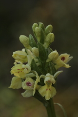 Dactylorhiza insularis