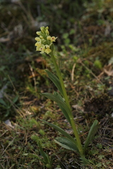 Dactylorhiza insularis