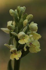 Dactylorhiza insularis