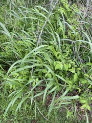 Sorghinae