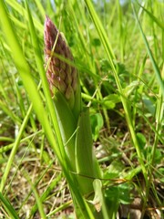 Anacamptis pyramidalis
