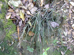 Tillandsia butzii