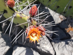 Opuntia stenopetala