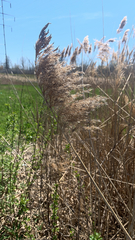 Phragmites australis australis