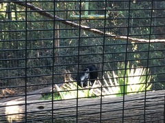 Colobus angolensis