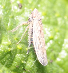 Psammotettix alienus
