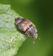 Carpophilus quadrisignatus