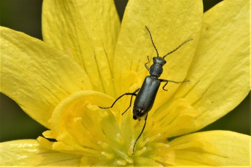 Microlipus moerens