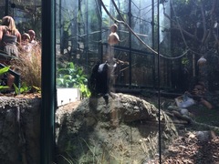 Trachypithecus francoisi