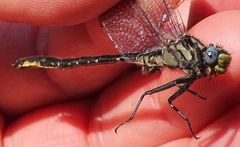 Phanogomphus borealis