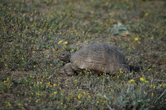 Testudo graeca ibera