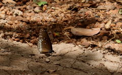 Euploea core