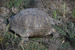 Testudo graeca ibera