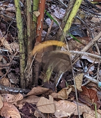 Opsiphanes quiteria
