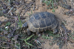 Testudo graeca ibera
