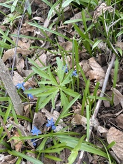 Scilla siberica