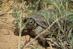 Testudo graeca ibera