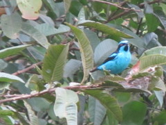 Dacnis hartlaubi