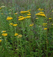 Achillea arabica