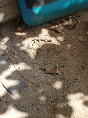 Sceloporus occidentalis