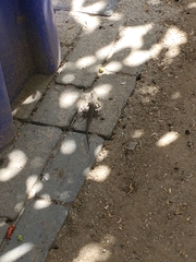 Sceloporus occidentalis