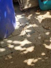 Sceloporus occidentalis