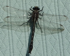 Phanogomphus borealis