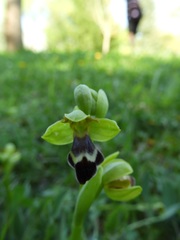Ophrys vasconica