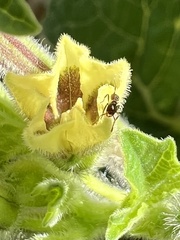 Physalis grisea