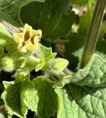 Physalis grisea